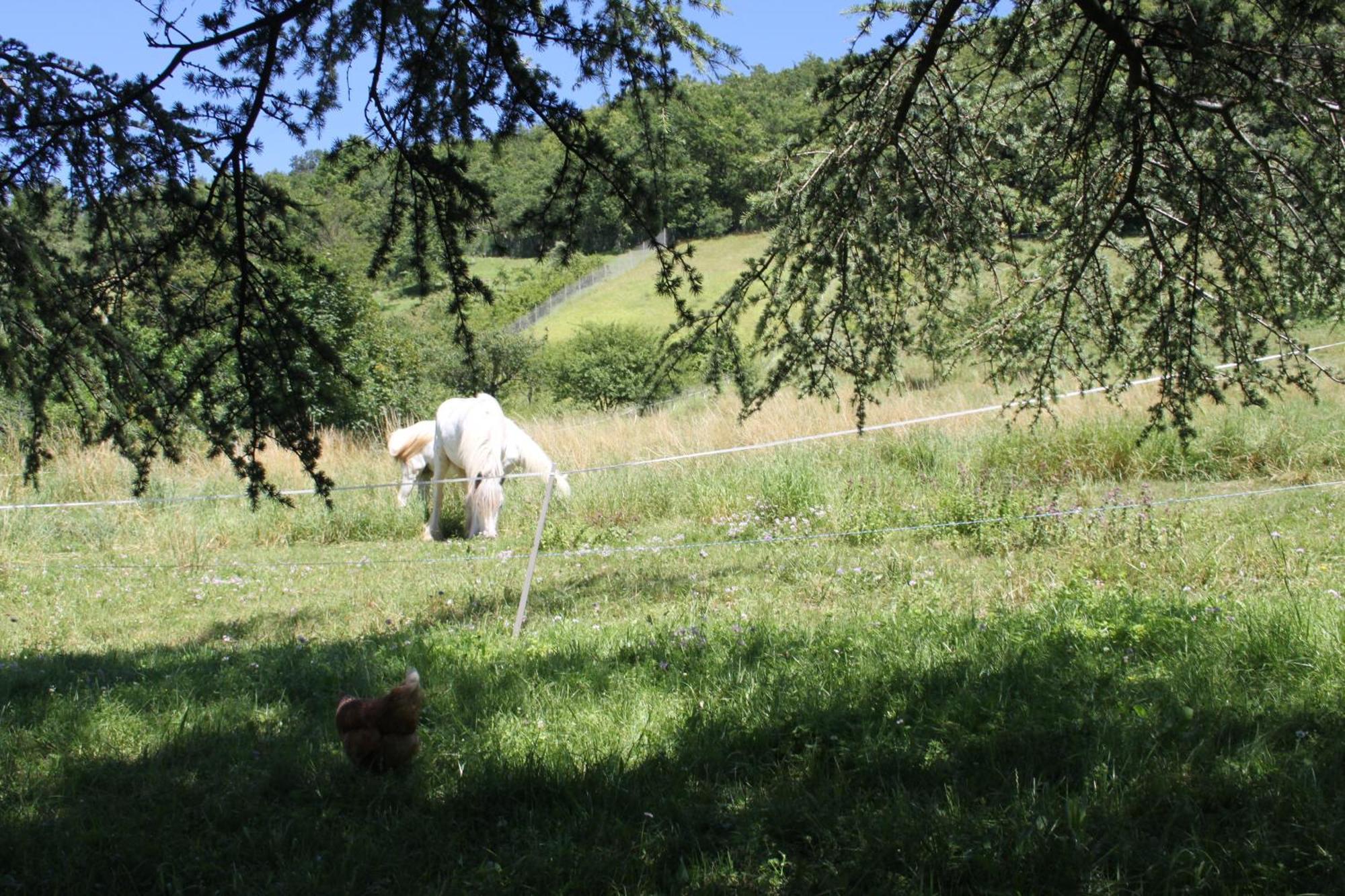 Comfortable Village Apartment In Barbieres With Access To Large Garden With Beautiful Views Εξωτερικό φωτογραφία